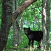 Appalachian Trail Schwarzbär