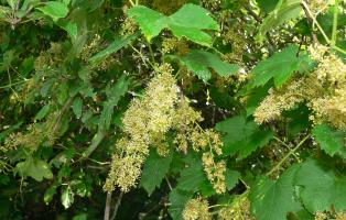 Männliche Pflanze der Europäischen Wildrebe Männliche Pflanze der Europäischen Wildrebe